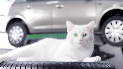 ramses chat feu vert